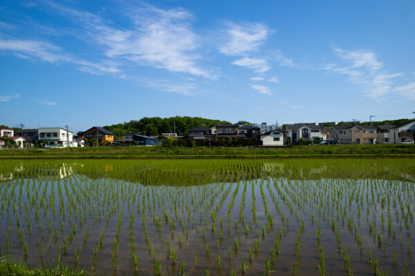 田んぼ