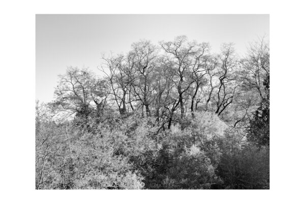 樹木アイキャッチ