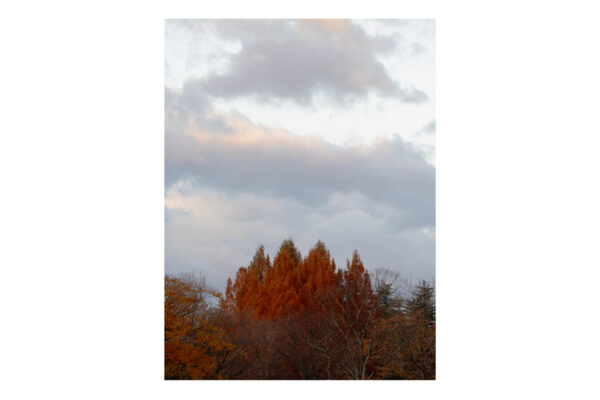 朝、紅葉アイキャッチ