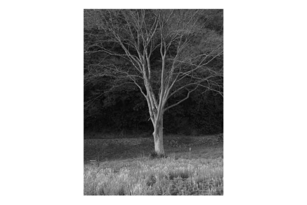 樹アイキャッチ